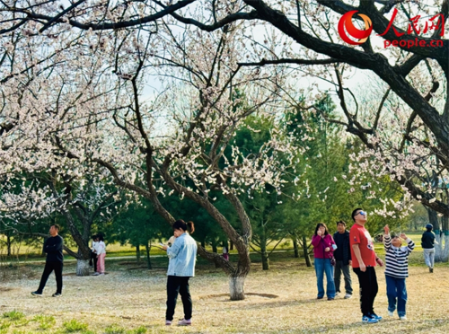 又是一年清明至：品味傳統(tǒng)文化 感受時代新韻
